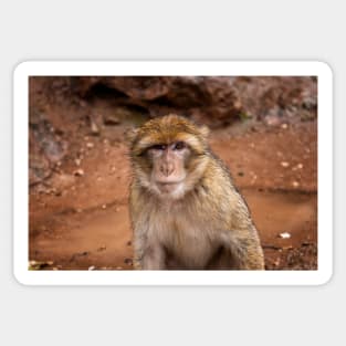 Barbary Macaque Monkey Sticker